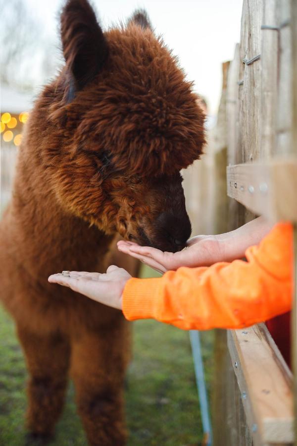 Wereldse Bell Tenten Met Alpaca'S Paasloo Extérieur photo
